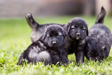 Çoban köpeği yavruları bahçede izole edilmiş.