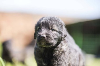Sarplaninac çoban köpeğinin portresi