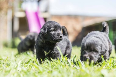 Bahçede izole edilmiş çoban köpeği yavrusu.