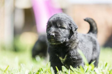Bahçede izole edilmiş çoban köpeği yavrusu.