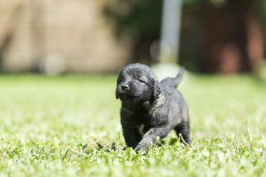 Bahçede izole edilmiş çoban köpeği yavrusu.