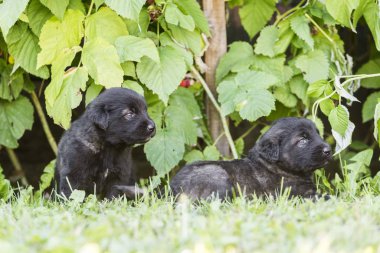 Çoban köpeği yavruları bahçede izole edilmiş.