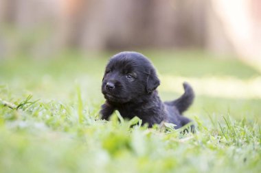 Bahçede izole edilmiş çoban köpeği yavrusu.