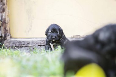 Bahçede izole edilmiş çoban köpeği yavrusu.