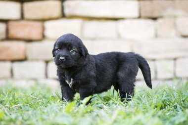 Bahçede izole edilmiş çoban köpeği yavrusu.
