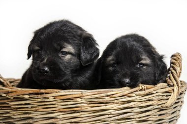 Beyaz arka planda izole edilmiş sepetteki sevimli siyah köpek yavruları.