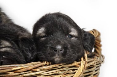 Beyaz arka planda izole edilmiş sepetteki sevimli siyah köpek yavruları.