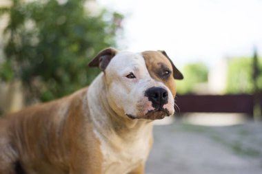 Köpek kafası sahnesini kapatın. Amerikan Stadyumu Teriyeri