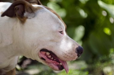 Köpek kafası sahnesini kapatın. Amerikan Stadyumu Teriyeri
