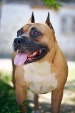 Köpek kafası sahnesini kapatın. Amerikan Stadyumu Teriyeri