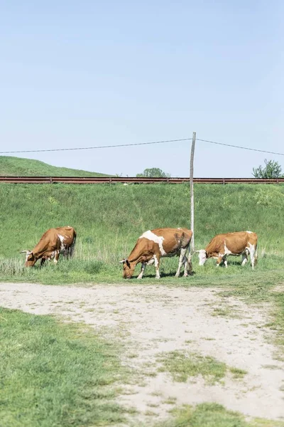 Αγελάδες Βόσκησης Βοσκότοπο — Φωτογραφία Αρχείου