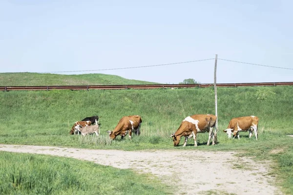 Vacas Que Pastam Campo Pastagem — Fotografia de Stock