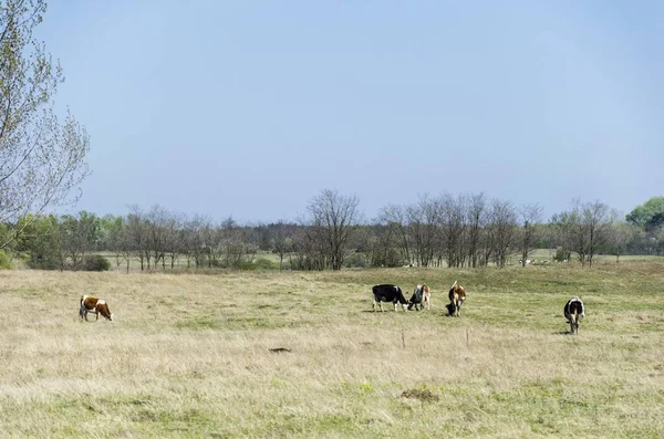 Cows Grazing Pasture Field — Stock Photo, Image