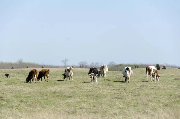 Vacas Que Pastam Campo Pastagem — Fotografia de Stock