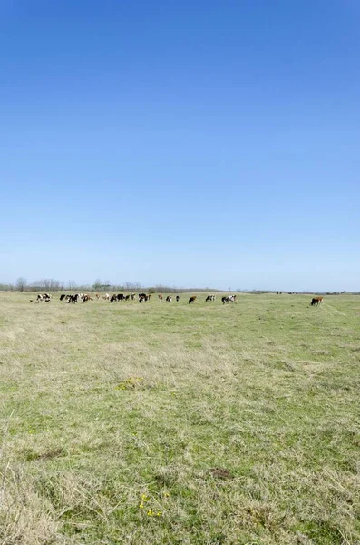 Vacas Que Pastam Campo Pastagem — Fotografia de Stock