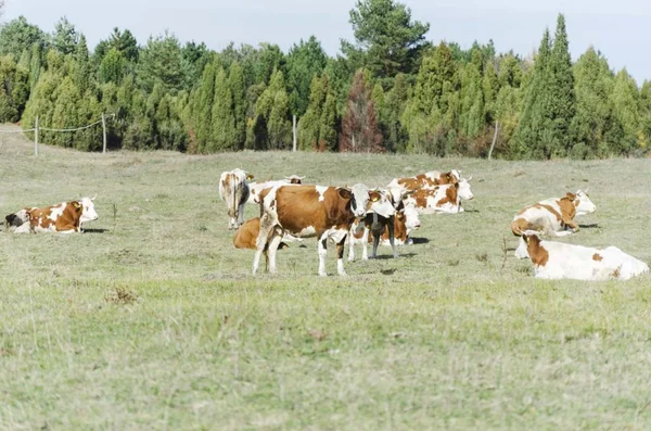 Vacas Que Pastam Campo Pastagem — Fotografia de Stock