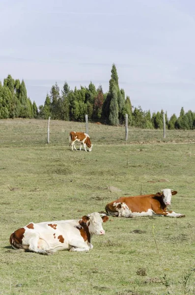 Vacas Que Pastam Campo Pastagem — Fotografia de Stock