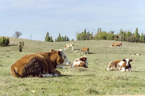 Vacas Pastando Campo Pastoreo — Foto de Stock