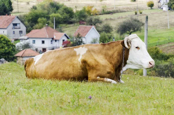 Krowa Siedząca Pastwisku — Zdjęcie stockowe