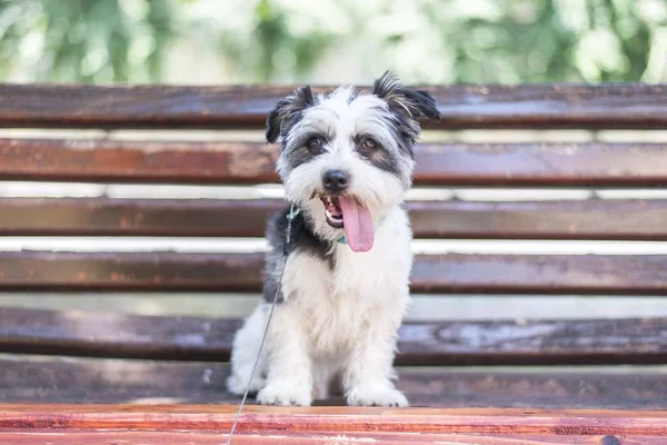 Мальтийская Собака Сидит Скамейке Парке — стоковое фото
