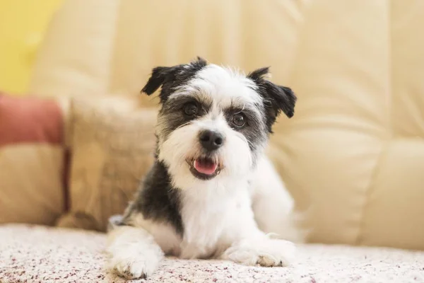 Aranyos Terrier Kutya Feküdt Kanapén — Stock Fotó