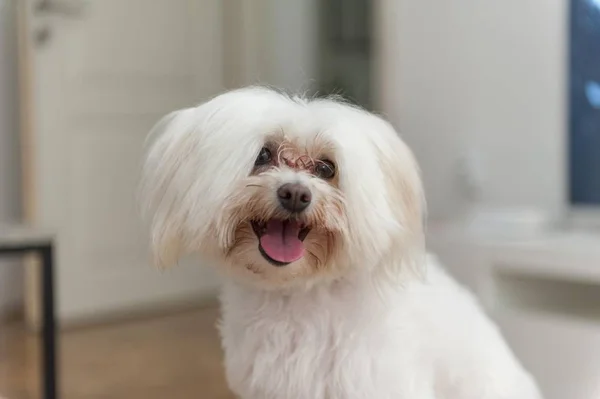 Maltese Dog Close Portrati — Stock Photo, Image