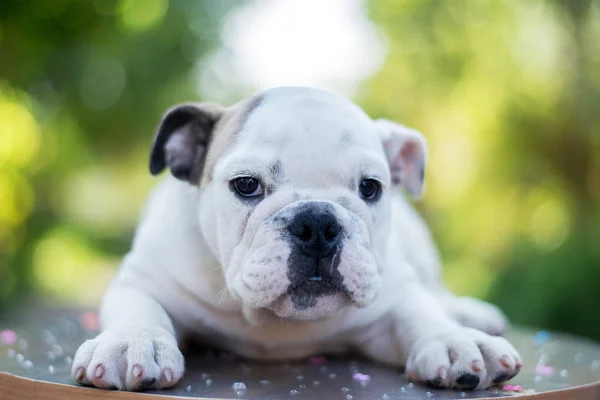 Cachorro Buldogue Branco Isolado — Fotografia de Stock