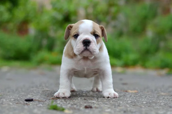 Schattig Bulldog Puppie Geïsoleerd — Stockfoto