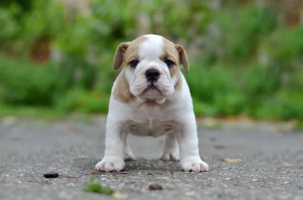 Lindo Bulldog Cachorro Aislado —  Fotos de Stock