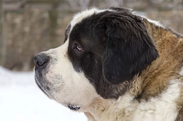 Saint Bernard Tog Portrait — 스톡 사진