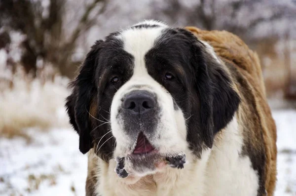 Saint Bernard Tog Portrait — 스톡 사진