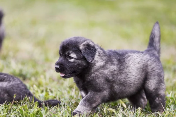 Herdehundvalpar Isolerade Trädgården — Stockfoto