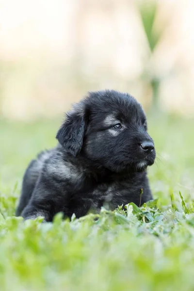 Cucciolo Cane Pastore Isolato Giardino — Foto Stock