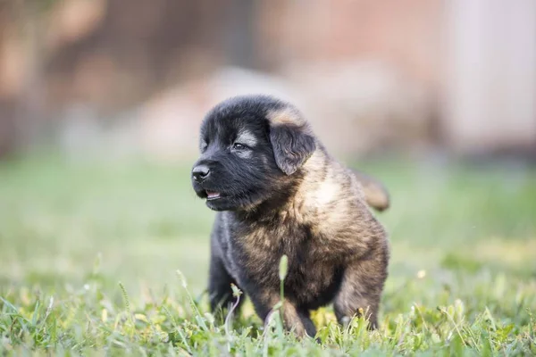 Valp Fårhund Isolerad Trädgården — Stockfoto