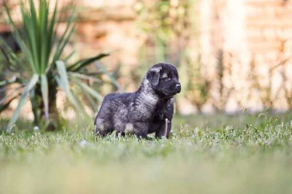 Puppie Van Schapenkudde Hond Geïsoleerd Tuin — Stockfoto
