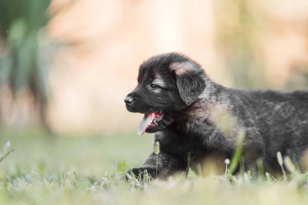 Söta Herde Hund Valpar Som Springer Gräs — Stockfoto