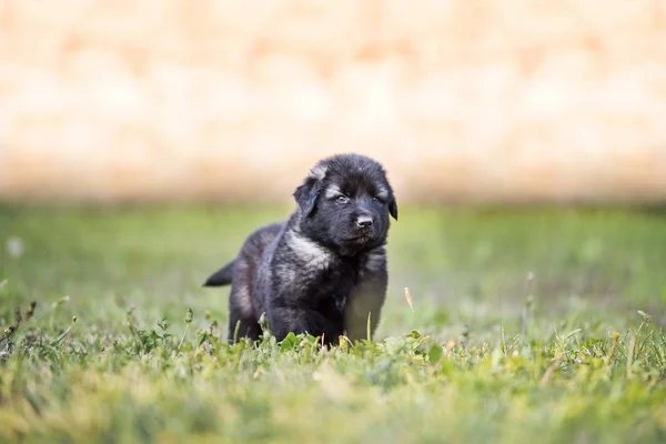 Cucciolo Cane Pastore Isolato Giardino — Foto Stock