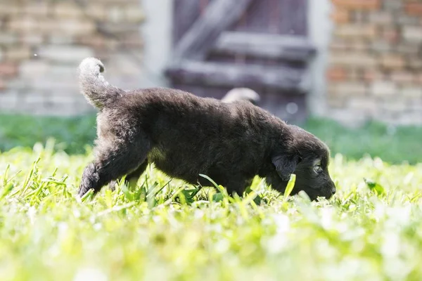 Roztomilý Pastýř Pes Štěňata Běží Trávě — Stock fotografie