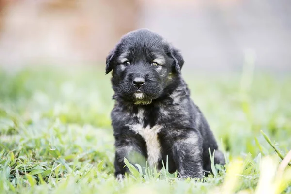 Puppie Sheepherd Dog Isolated Garden — Stock Photo, Image