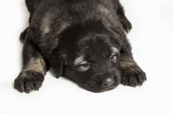 Cute Black Puppie Isolated White — Stock Photo, Image