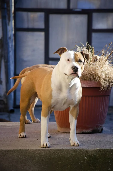 American Staffordshire Terrier Cane Piedi Sulle Scale — Foto Stock