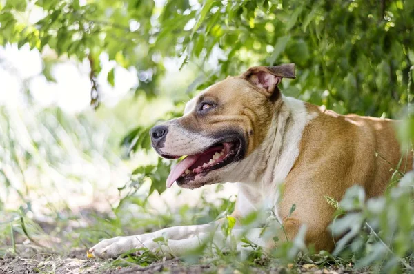 Americano Staffordshire Terrier Cane Sdraiato Terra — Foto Stock