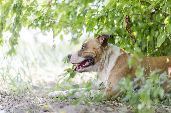 American Staffordshire Terrier Perro Acostado Suelo —  Fotos de Stock