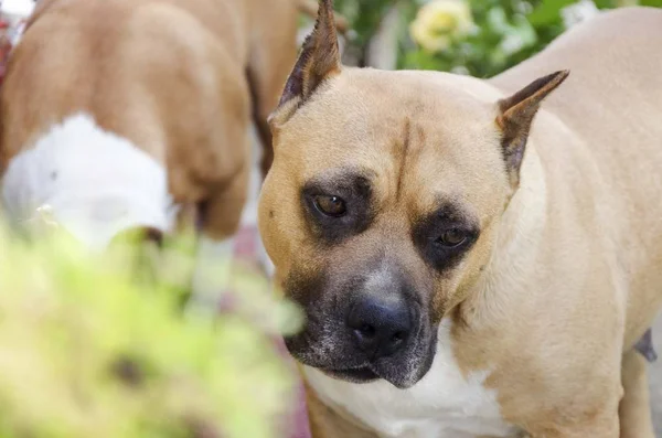 Αμερικανική Staffordshire Terrier Κεφάλι Σκύλου Κοντά — Φωτογραφία Αρχείου