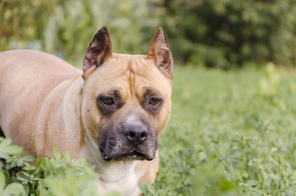 Amerikaans Staffordshire Terriër Hond Hoofd Close — Stockfoto