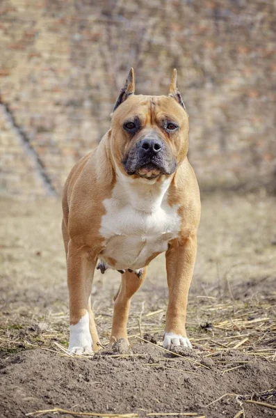 Amerikaanse Staffordshire Terriër Hond Poseren Tuin — Stockfoto