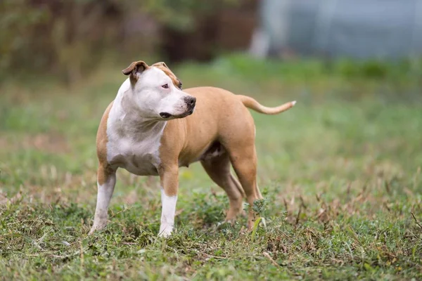 Americano Staffordshire Terrier Cão Posando Jardim — Fotografia de Stock