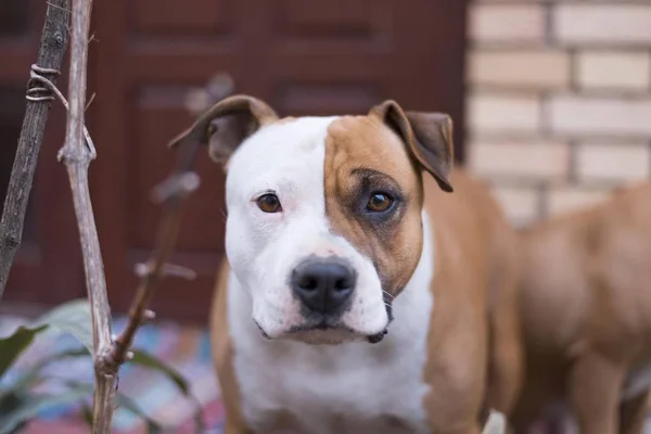 Scena Ravvicinata Testa Cane American Staffordshire Terrier — Foto Stock