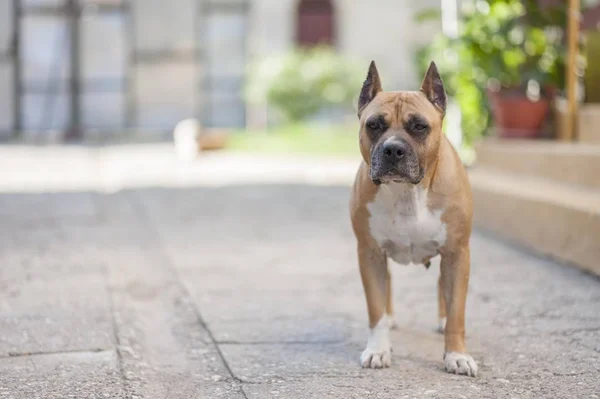 American Staffordshire Terrier Perro Posando —  Fotos de Stock