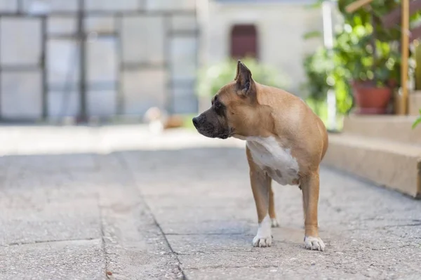 Amerykański Staffordshire Terrier Pies Pozowanie — Zdjęcie stockowe